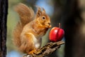 Cute,  Scottish red squirrel perched atop a tree branch, gnawing on a juicy red apple Royalty Free Stock Photo