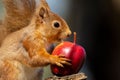 Cute,  Scottish red squirrel perched atop a tree branch, gnawing on a juicy red apple Royalty Free Stock Photo