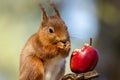 Cute,  Scottish red squirrel perched atop a tree branch, gnawing on a juicy red apple Royalty Free Stock Photo