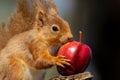 Cute,  Scottish red squirrel perched atop a tree branch, gnawing on a juicy red apple Royalty Free Stock Photo