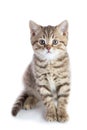 Cute scottish shorthair kitten cat looking at camera isolated Royalty Free Stock Photo