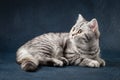 Cute Scottish Straight cat on dark blue background