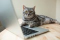 Cute scottish straight gray cat working at the computer online
