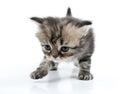 Cute Scottish straight kitten moving along Royalty Free Stock Photo