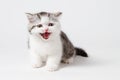 The kitten meows shouts purebred kitten. Baby kitten Royalty Free Stock Photo