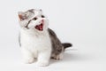 The kitten meows shouts purebred kitten. Royalty Free Stock Photo