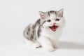 The kitten meows shouts purebred kitten. Baby kitten Royalty Free Stock Photo