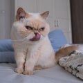 Cute scowl cat with sits on a bed among blankets. Breed exot color red point.
