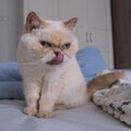 Cute scowl cat with sits on a bed among blankets. Breed exot color red point. Royalty Free Stock Photo