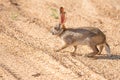 CUTE SCRUB HARE 03 Royalty Free Stock Photo