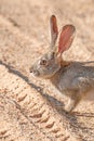 CUTE SCRUB HARE 05 Royalty Free Stock Photo