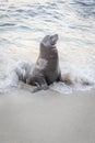 Sea Lion Coming Out of Ocean Surf Royalty Free Stock Photo