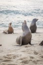 Sea Lions Standing on Sandy Beach Royalty Free Stock Photo