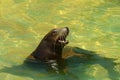 Cute sea lion swimming and playing in water