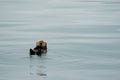 Cute sea otter floating on his back in teal water in Resurrection Bay in Kenai Fjords National Park Royalty Free Stock Photo