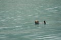 Cute sea otter floating on his back in teal water in Resurrection Bay in Kenai Fjords National Park Royalty Free Stock Photo