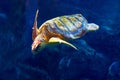 Cute sea turtle in aquarium