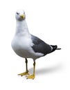 Seagull isolated, background color black