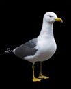 Seagull isolated, background color black