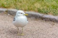 Cute seagull at a park in Helsinki, Finland on a gray day Royalty Free Stock Photo