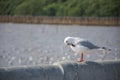 The cute seagull standing and cleaning fur on the cement wall