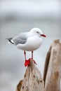 A cute seagull standing outdoors at the beach in its habitat or environment on a summer day. One adorable bright white