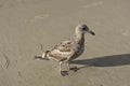 Close up photo of a seagull walking along the shores Royalty Free Stock Photo