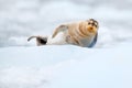 Cute seal in the Arctic snowy habitat. Bearded seal on blue and white ice in arctic Svalbard, with lift up fin. Wildlife scene in Royalty Free Stock Photo