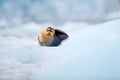 Cute seal in the Arctic snowy habitat. Bearded seal on blue and white ice in arctic Svalbard, with lift up fin. Wildlife scene in Royalty Free Stock Photo