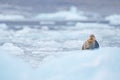 Cute seal in the Arctic snowy habitat. Bearded seal on blue and white ice in arctic Svalbard, with lift up fin. Wildlife scene in Royalty Free Stock Photo