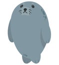 cute seal baby