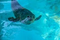 Cute Seal Dives Royalty Free Stock Photo