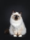 Cute seal point Sacred Birman cat kitten, Isolated on black background.