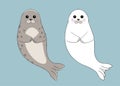 Cute Seal Pups. Vector Animal Illustration