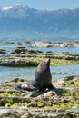 Cute seal sitting on the rock at Kaikoura