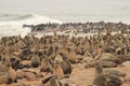 Cute seals frolic on the shores of the Atlantic Ocean in Namibia.