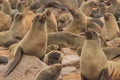 Cute seals frolic on the shores of the Atlantic Ocean in Namibia.