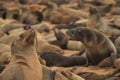 Cute seals frolic on the shores of the Atlantic Ocean in Namibia.