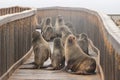 Cute seals frolic on the shores of the Atlantic Ocean in Namibia.