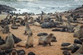 Cute seals frolic on the shores of the Atlantic Ocean in Namibia.