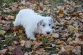 Cute sealyham terrier puppy is looking at the camera. Welsh border terrier or cowley terrier. Two month old.