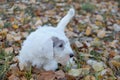 Cute sealyham terrier puppy is lying in the autumn foliage. Welsh border terrier or cowley terrier. Two month old.