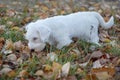 Cute sealyham terrier puppy is playing in the autumn foliage. Welsh border terrier or cowley terrier. Two month old.