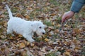 Cute sealyham terrier puppy is playing with his owner. Welsh border terrier or cowley terrier. Two month old.