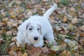 Cute sealyham terrier puppy is walking on the autumn park. Welsh border terrier or cowley terrier. Two month old.