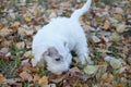 Cute sealyham terrier puppy is walking in the autumn park. Welsh border terrier or cowley terrier. Two month old