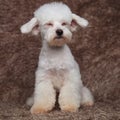 Cute seated bichon blinking looks to side