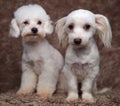 Cute seated bichon couple on brown fur background