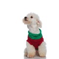 Cute seated bichon wearing a sweater looks up to side