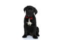 Cute seated cane corso dog wearing a red bowtie Royalty Free Stock Photo